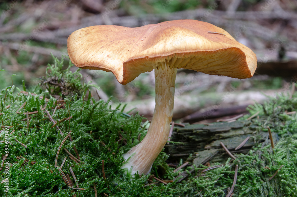 Ein Pilz im Wald, bräunlich mit Hut Ein Pilz im Wald, bräunlich mit Hut