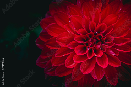 Close up sur une fleur de dahlia couleur rouge éclatant © PicsArt