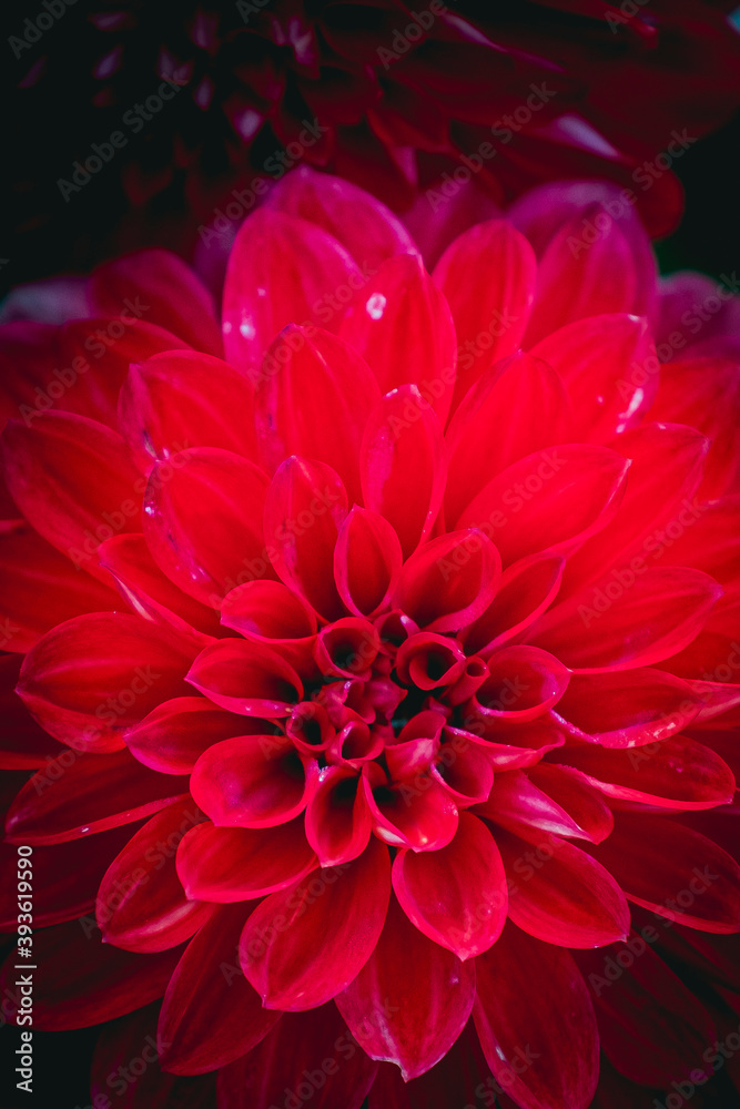 Close up sur une fleur de dahlia couleur rouge éclatant