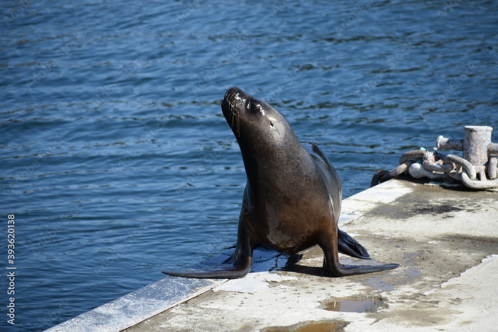 Naklejka premium lobos marinos