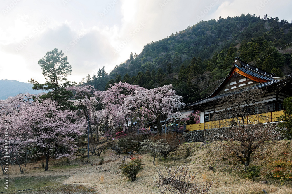 Beautiful cherry blossom trees ( Sakura ) blooming vibrantly by a traditional Japanese architecture on the mountainside in Kuon-ji, a famous Buddhist Temple in Minobu, Yamanashi, Japan Beautiful cherry blossom trees ( Sakura ) blooming vibrantly by a traditional Japanese architecture on the mountainside in Kuon-ji, a famous Buddhist Temple in Minobu, Yamanashi, Japan