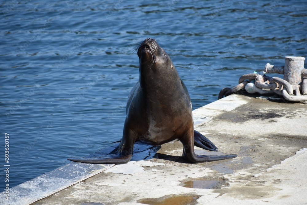 Fototapeta premium lobos marinos