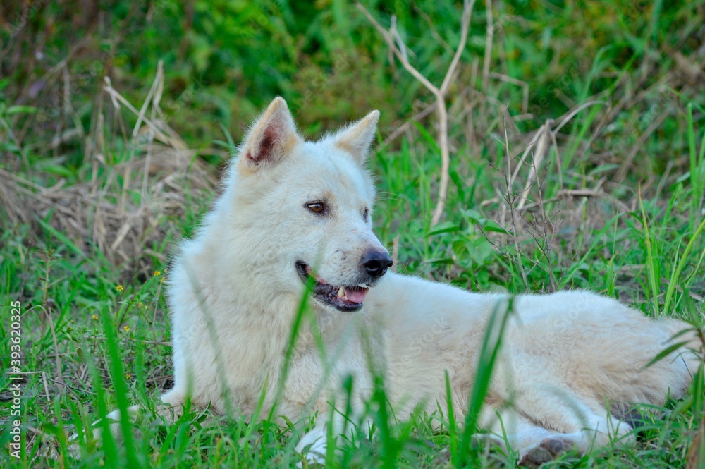 Obraz premium portrait of a white dog the view of the dog in the grass, the white dog