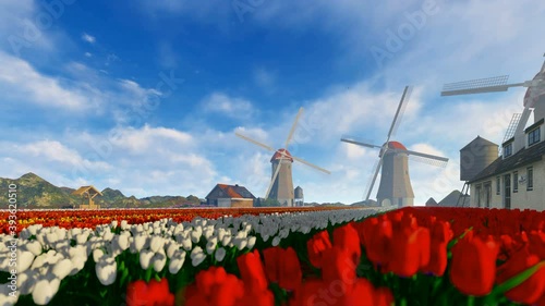 Old windmill running near tulip field
