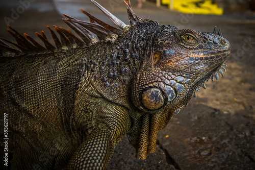 Iguana exposure done in iguana farm in Roatan  Honduras.