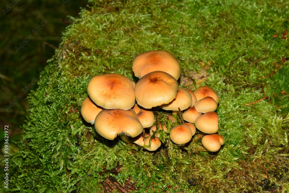 graublättriger Schwefelkopf graublättriger Schwefelkopf