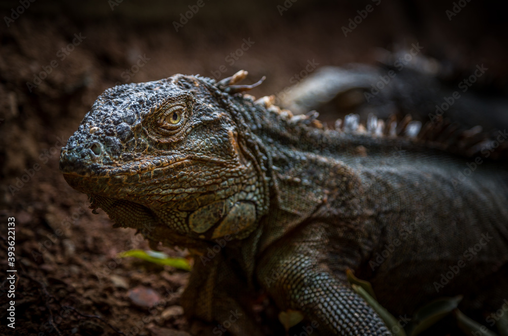 Iguana exposure done in iguana farm in Roatan, Honduras. Iguana exposure done in iguana farm in Roatan, Honduras.