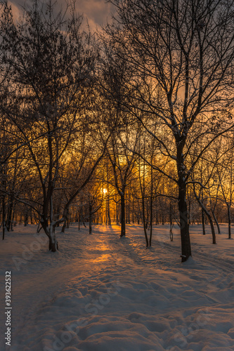 sunset in the park