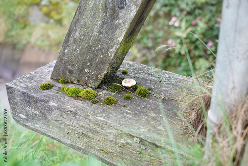 Closeup of tiny moss growing on a wooden plank in the field photo