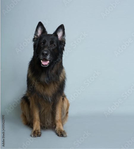 German long-haired shepherd dog sits on a gray isolated background in the Studio