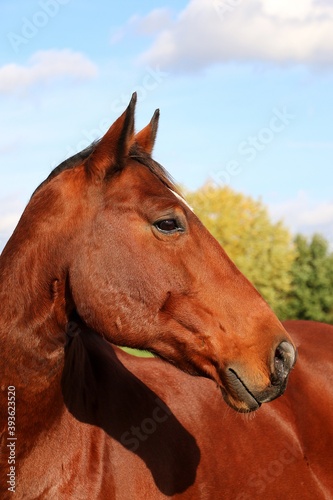 beautiful head portrait from a brown quarter horse on the paddock © Bianca