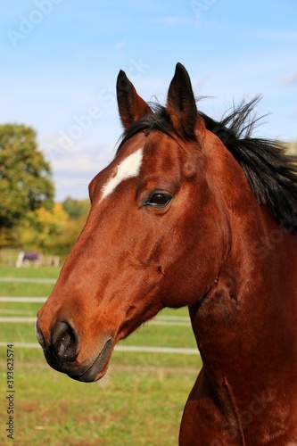 beautiful head portrait from a brown quarter horse on the paddock © Bianca