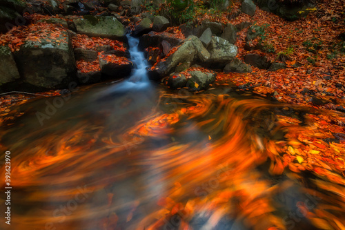 It's autumn time. Colorful leaves on the trees. Colorful leaves fallen to the ground. Autumn mood. Uludag National Park, Bursa.