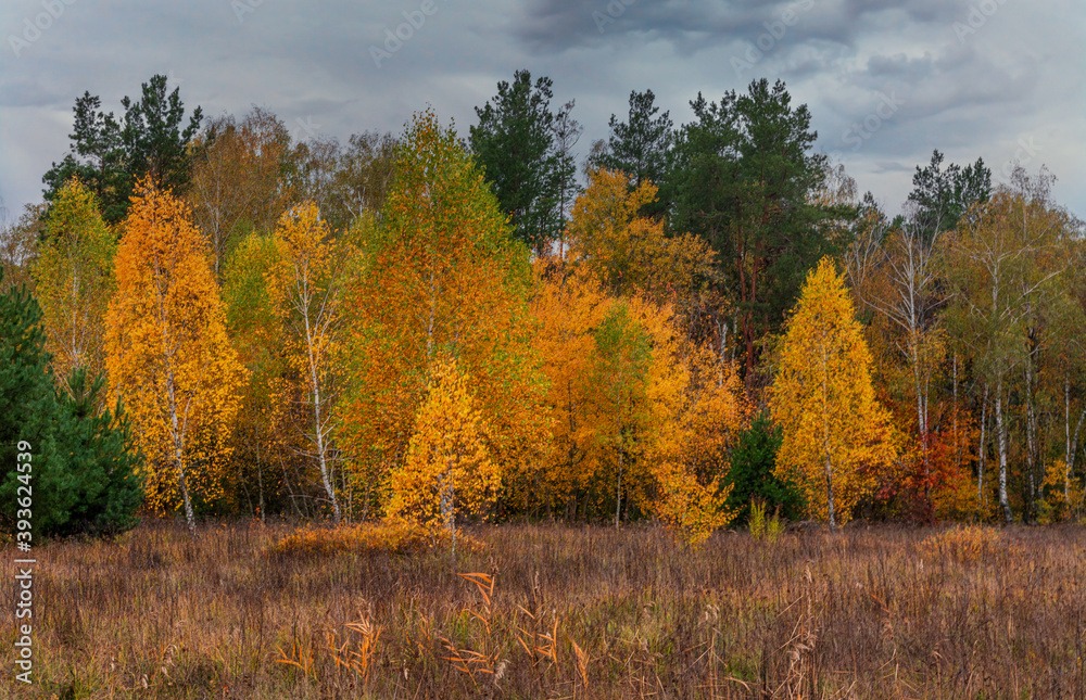 Fototapeta premium The forest is decorated with autumn colors. Hiking. Walk in the autumn forest.