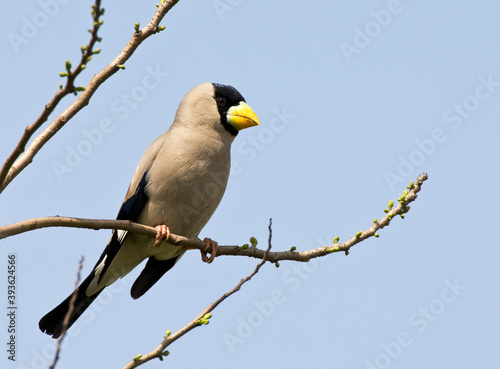 Grijze Dikbek, Japanese Grosbeak, Eophona personata