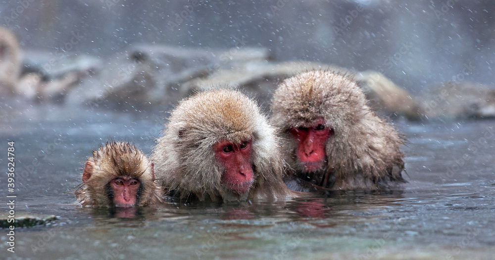 Naklejka premium Japanse Makaak, Japanese Macaque, Macaca fuscata