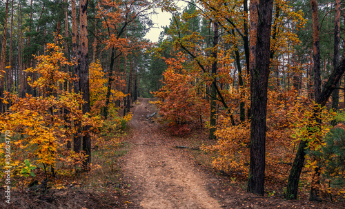 The forest is decorated with autumn colors. Hiking. Walk in the autumn forest. © Mykhailo
