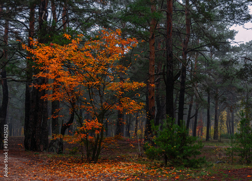 The forest is decorated with autumn colors. Hiking. Walk in the autumn forest.
