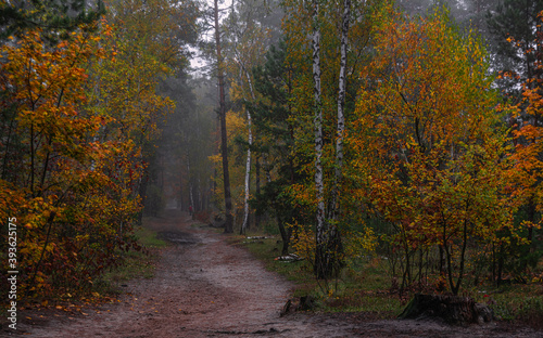 The forest is decorated with autumn colors. Hiking. Walk in the autumn forest.