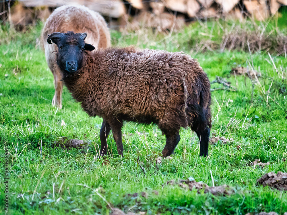 Schaf auf einer Wiese schaut neugiering herüber Schaf auf einer Wiese schaut neugiering herüber