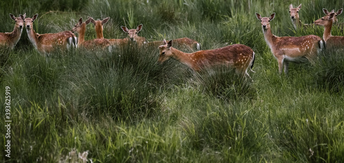 Fototapeta Naklejka Na Ścianę i Meble -  Stado jeleni i saren wśród wysokich traw