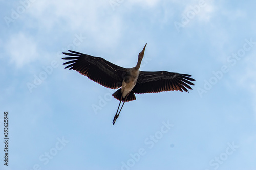 stork in flight