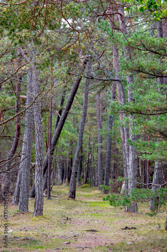 Trollskogen nature reserve on Oland, Sweden. Untouched pine forest in Sweden, bent trees caused by growing in the wind. Europe photo