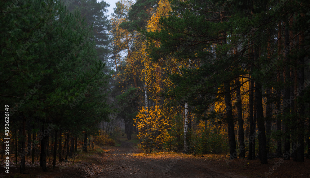 Fototapeta premium The forest is decorated with autumn colors. Hiking. Walk in the autumn forest.