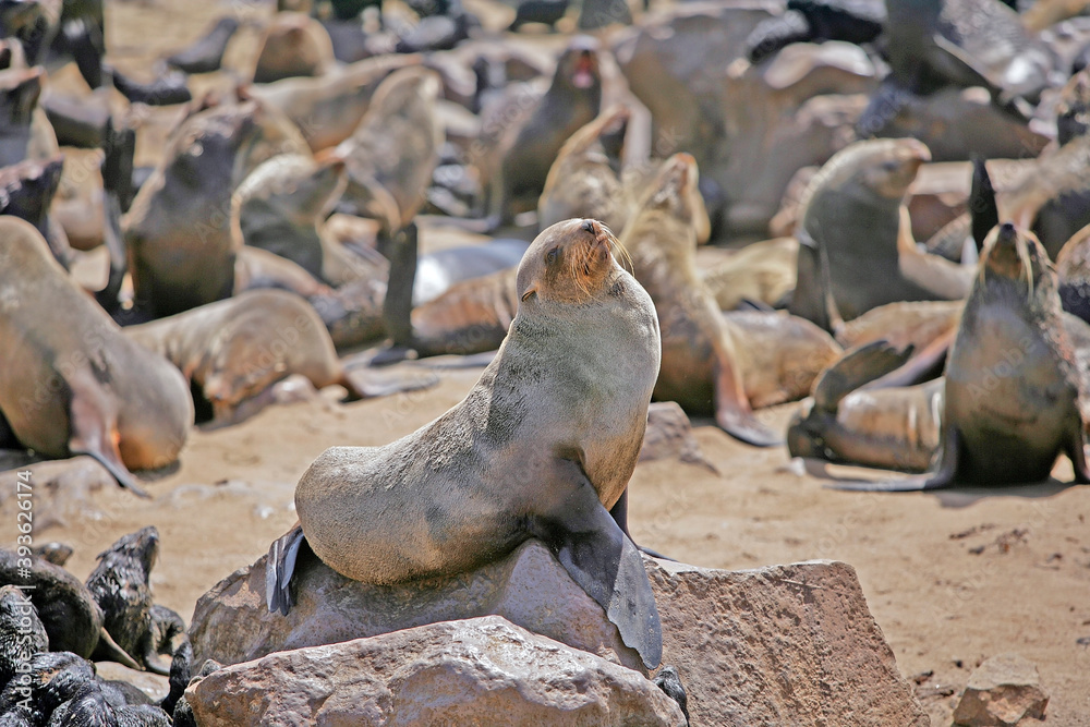 Obraz premium Cape Cross Seal Reserve, Namibia