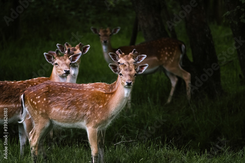 Fototapeta Naklejka Na Ścianę i Meble -  Stadko młodych jeleni stojących na leśnej polanie