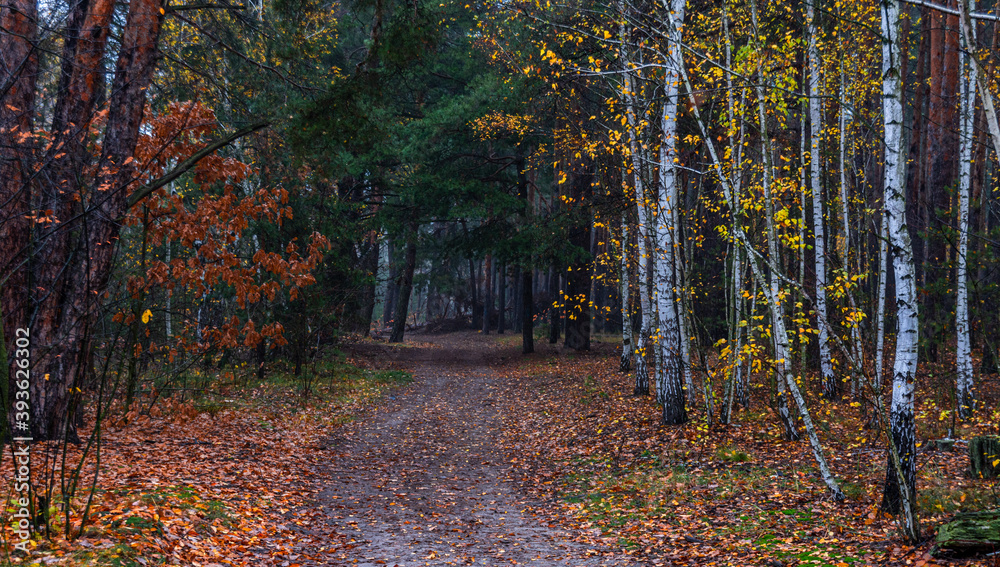 Fototapeta premium The forest is decorated with autumn colors. Hiking. Walk in the autumn forest.