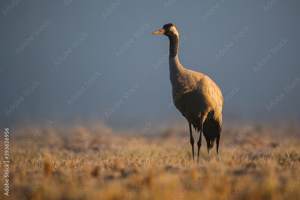Fototapeta premium Common crane, grus grus, standing on field in morning mist in autumn. Grey bird with long legs observing on dry meadow at sunrise. Wild feathered animal looking on grass in fall season.