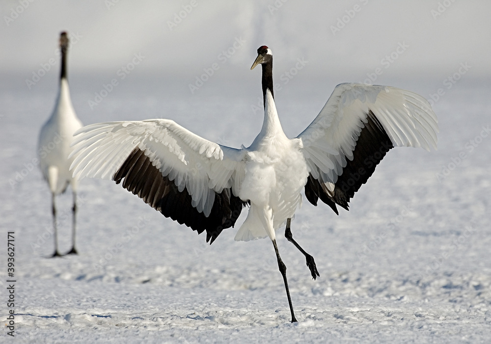 Fototapeta premium Red-crowned Crane, Chinese Kraanvogel, Grus japonensis