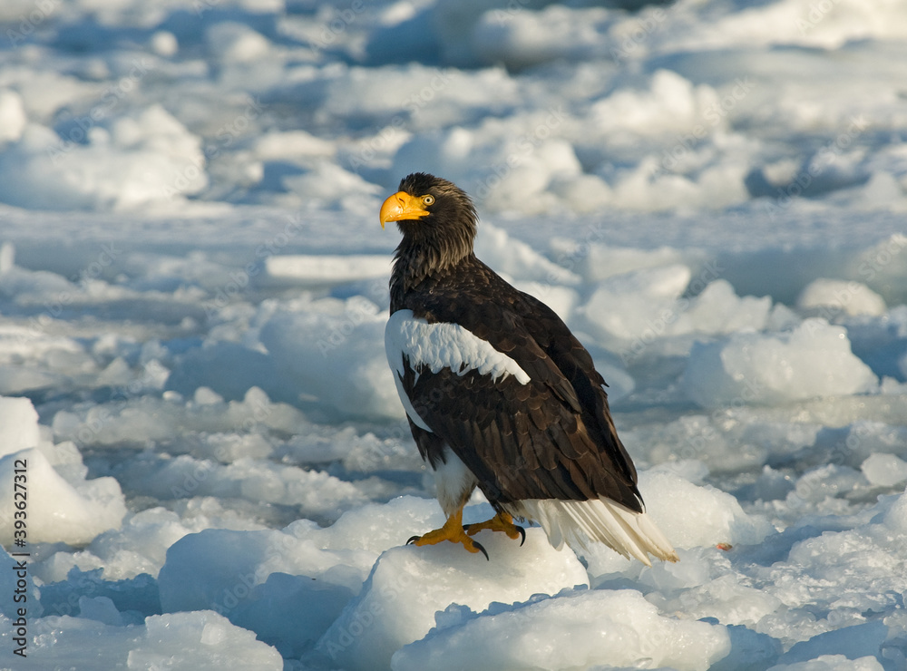 Obraz premium Stellers Sea-eagle, Steller-zeearend, Haliaeetus pelagicus