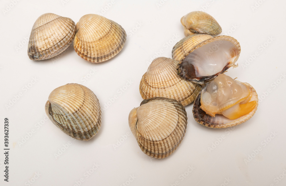 cockle, scallop, mussel cockle, scallop, mussel