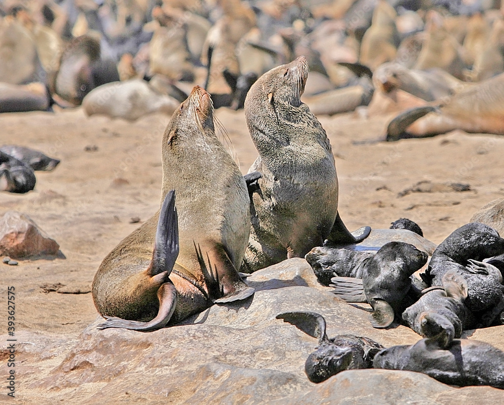 Fototapeta premium Cape Cross Seal Reserve, Namibia