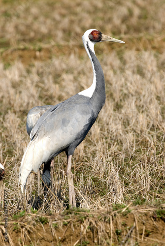 White-naped Crane, Witnekkraanvogel, Grus vipio © AGAMI