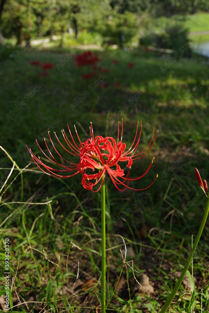 秋の花 公園で綺麗に咲く彼岸花 秋の花 公園で綺麗に咲く彼岸花