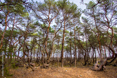 Trollskogen nature reserve on Oland, Sweden. Untouched pine forest in Sweden, bent trees caused by growing in the wind. Europe photo