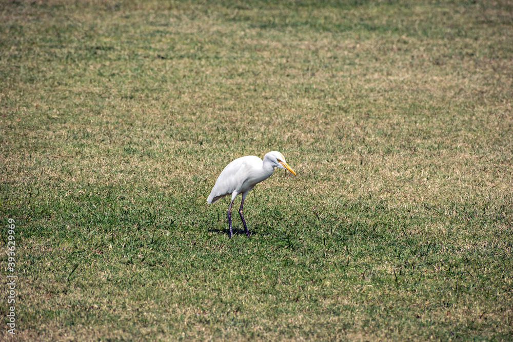 Fototapeta premium Isolated image of Little Egret bird(Egretta garzetta) in open lawn.
