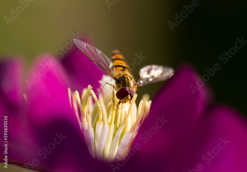 Hoverfly on a Clematis Flower © Rolf