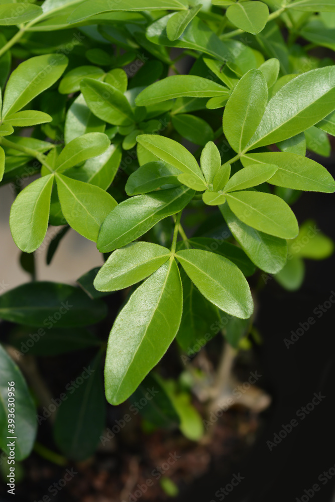 Mexican orange Mexican orange