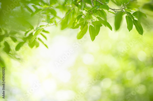 Closeup of nature view of green leaf on blurred greenery background with copy space using as background natural green plants landscape, ecology, fresh wallpaper concept.