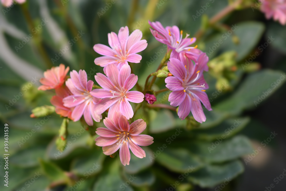 Siskiyou lewisia Siskiyou lewisia