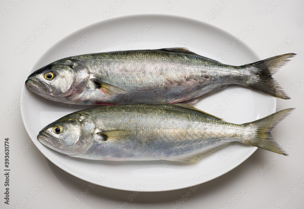 Fresh bluefishes ( Scientific name; Pomatomus saltatrix ) in the plate. Fresh bluefishes ( Scientific name; Pomatomus saltatrix ) in the plate.