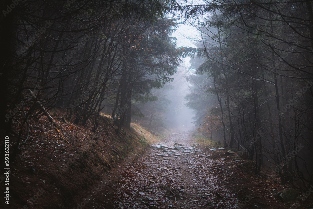 Misty Forest Scenery