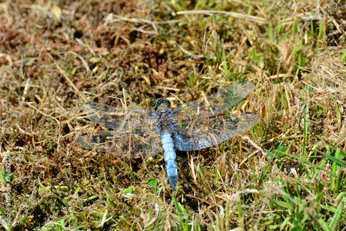 Großer Blaupfeil photo