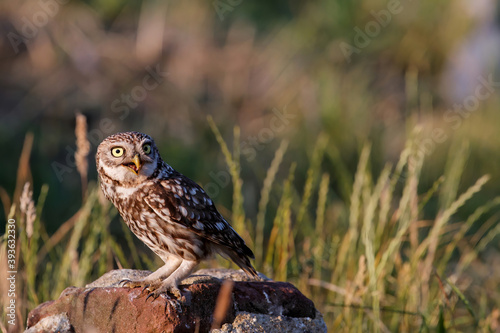 Little owl (Athene noctua) sitting in the meadows in the Netherlands