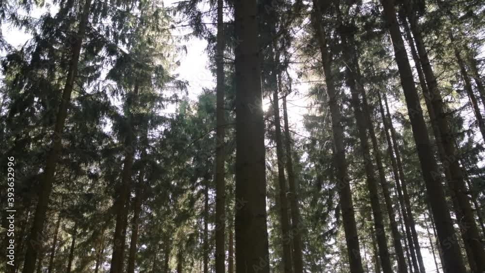 Sun leaking behind brown forest trees in beautiful summer sunlight green nature Sun leaking behind brown forest trees in beautiful summer sunlight green nature