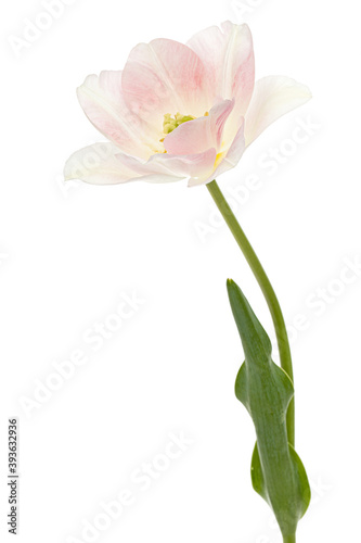 Pink flowers of Angelique tulip  isolated on white background